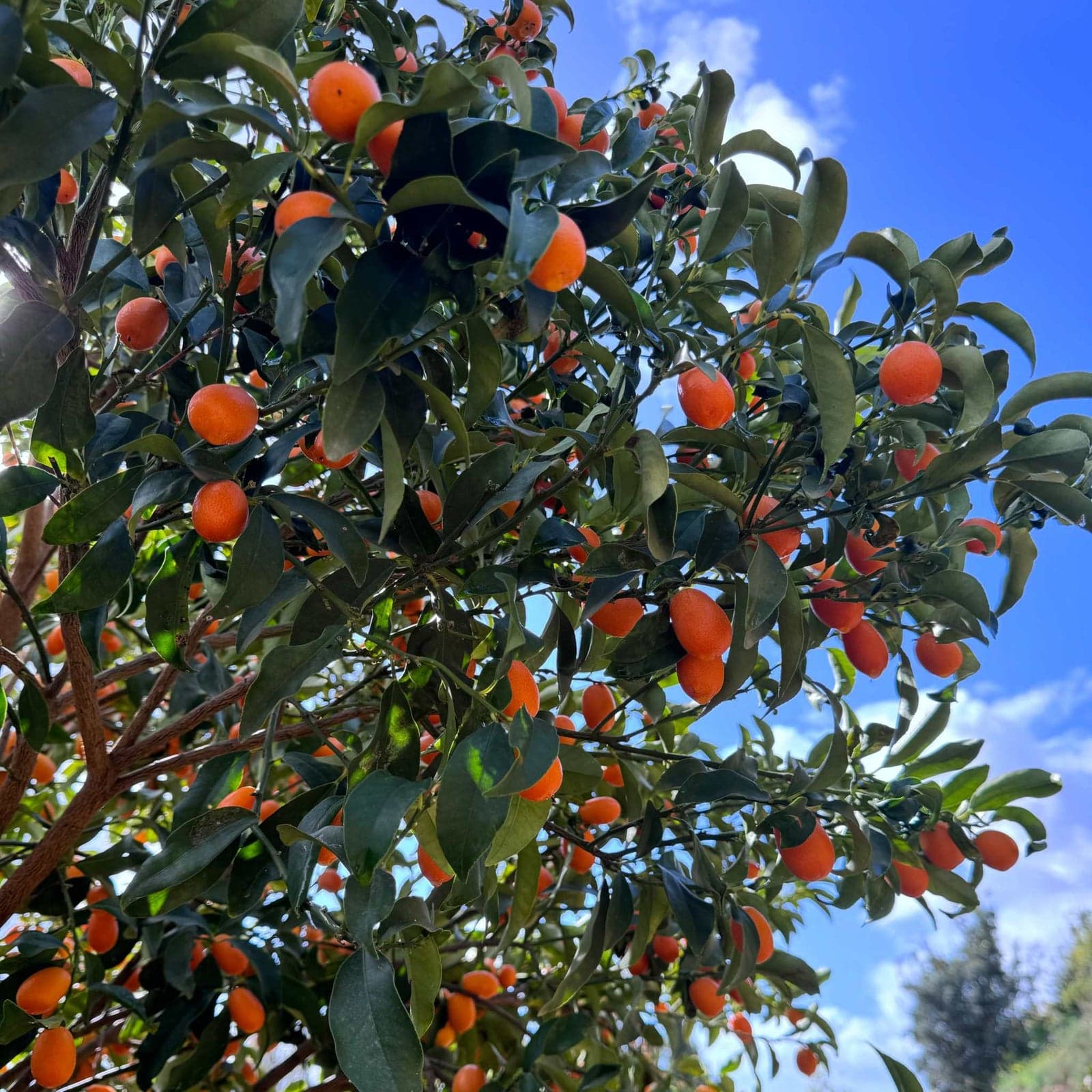 Kumquat do Algarve - Portuguese gastronomy