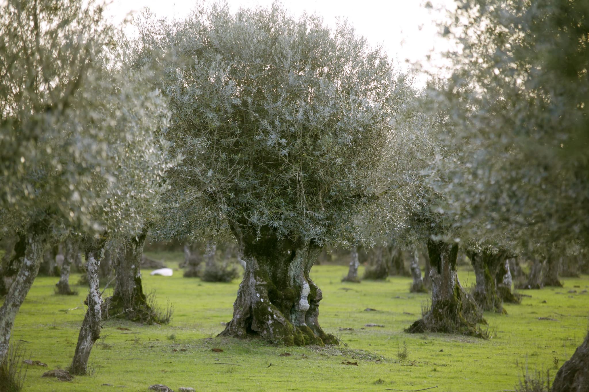 Olival - Portuguese gastronomy