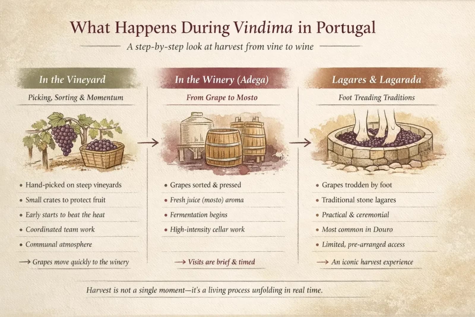 Vindima - Portuguese gastronomy