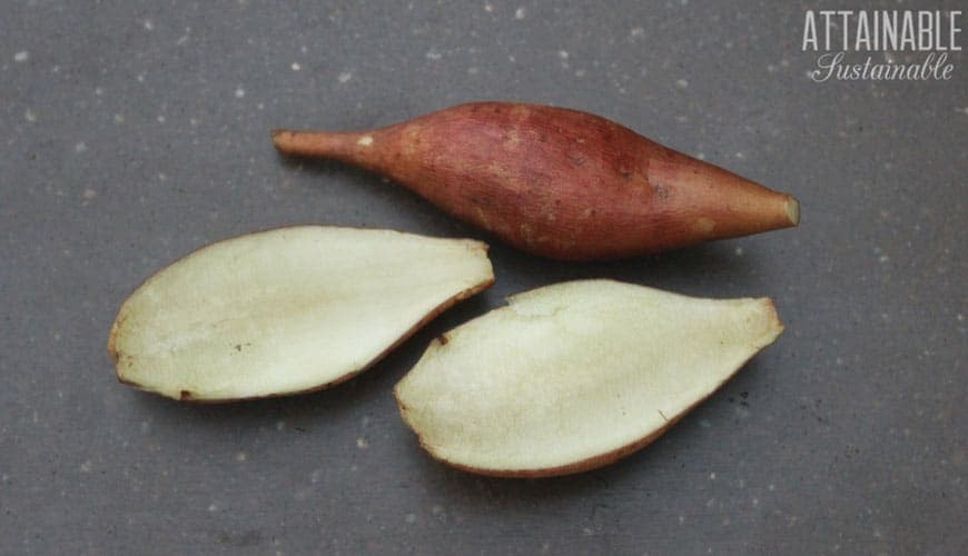 Yacon - Portuguese gastronomy