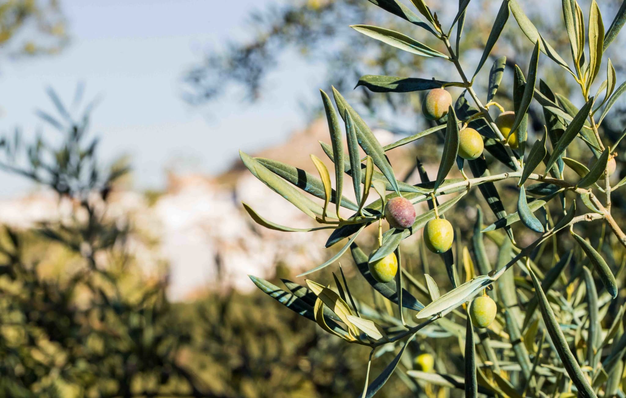 The Golden Thread: Portugal's Ancient Olive Oil Legacy