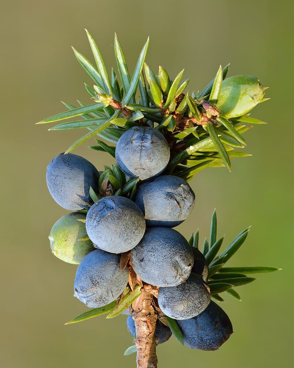 Zimbro - Portuguese gastronomy