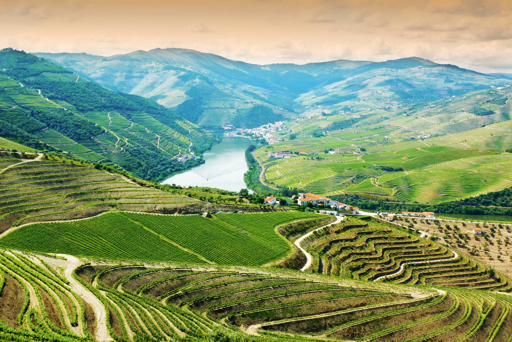 Terraced vineyards of the Douro Valley during harvest season with workers picking grapes among the golden autumn vines overlooking the river
